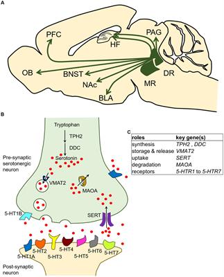 Molecular biology of serotonergic systems in avian brains